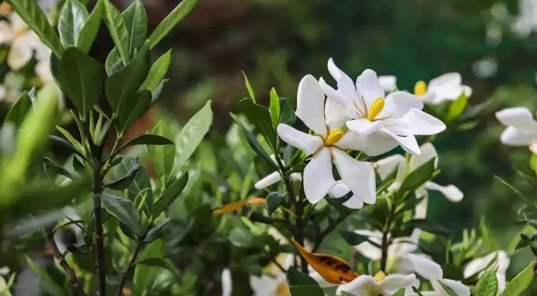 “朐陽梔子花”獲批國家級商標(biāo)！